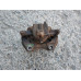 Суппорт передний правый NISSAN ALMERA (N16) 2000-2006
